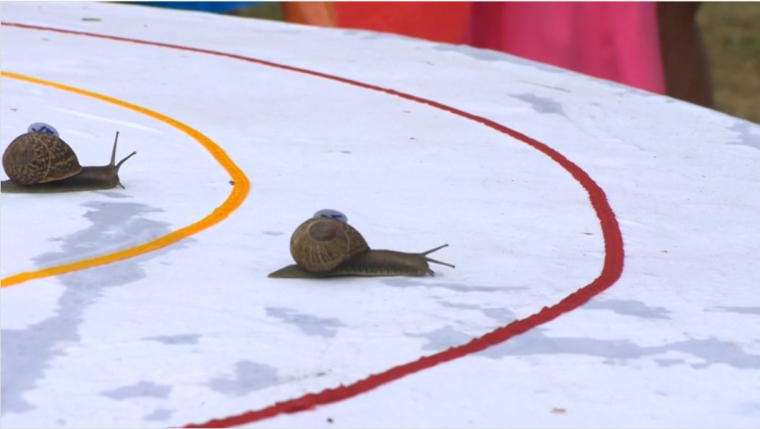 0_1533980642238_snail racing championship.png