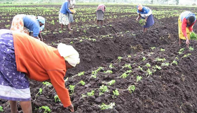 0_1535567825827_Women-farmers.jpg