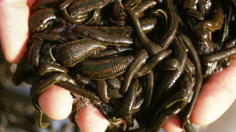 0_1559090011673_Man smuggled 4,700 leeches in carry-on bag.jpg