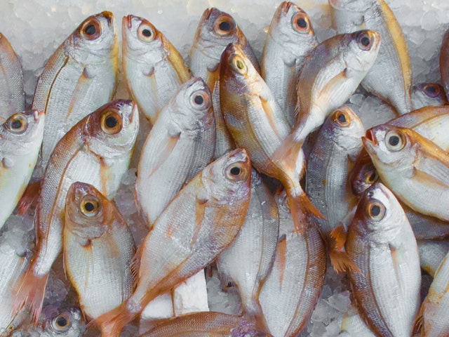 0_1572331847057_catch-fish-fish-market-229789.jpg