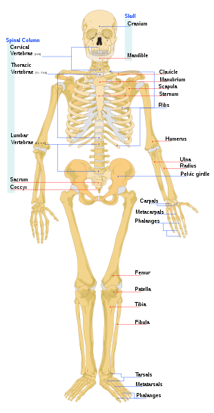 0_1586954493459_310px-Human_skeleton_front_en.svg.png