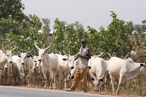 0_1587525960236_herdsmen-in-nigeria.jpg