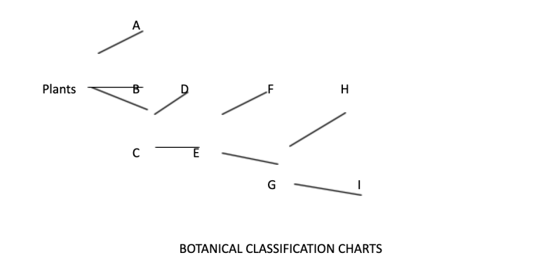 Botanical Classification Charts