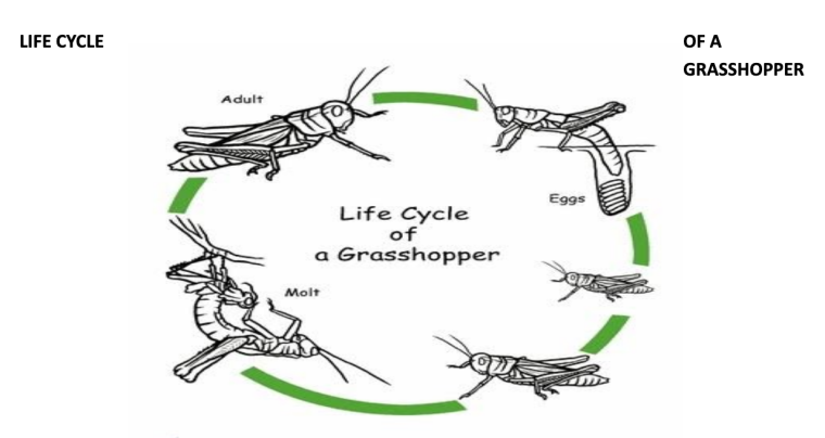 Lifecycle of a Grasshopper