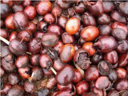 Shea Nut Agricultural product in Nigeria
