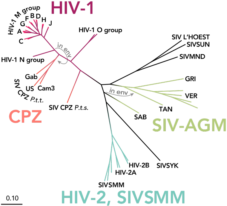 0_1528436335478_HIV-SIV-phylogenetic-tree_straight.svg_.png