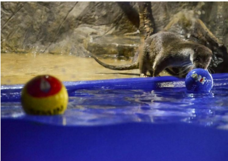 0_1529516407588_Oracle otter sees Russian loss to Uruguay.jpg