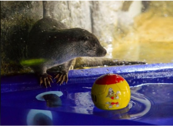 0_1529516568787_Oracle otter sees Russian loss to Uruguay  .jpg